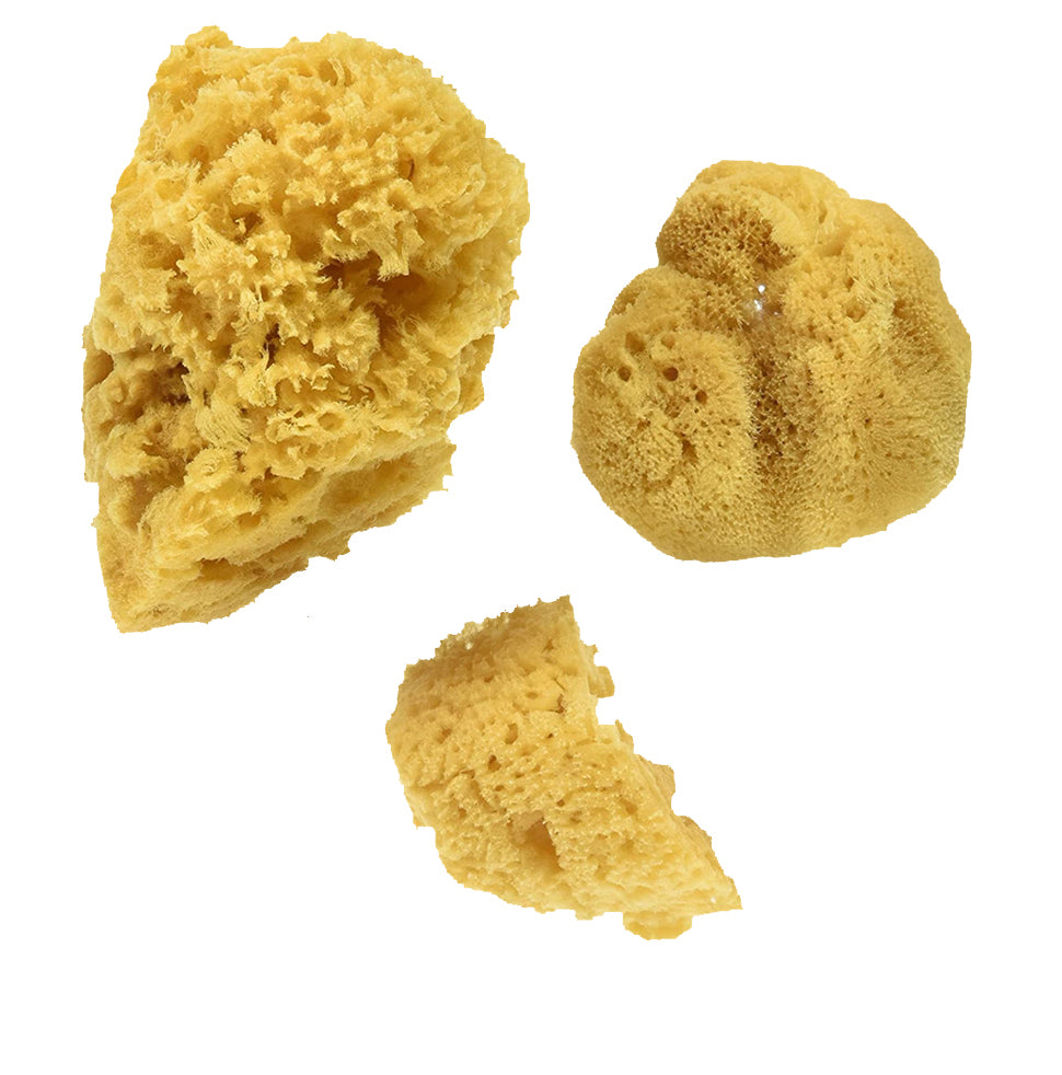 Natural Silk Sea Sponges