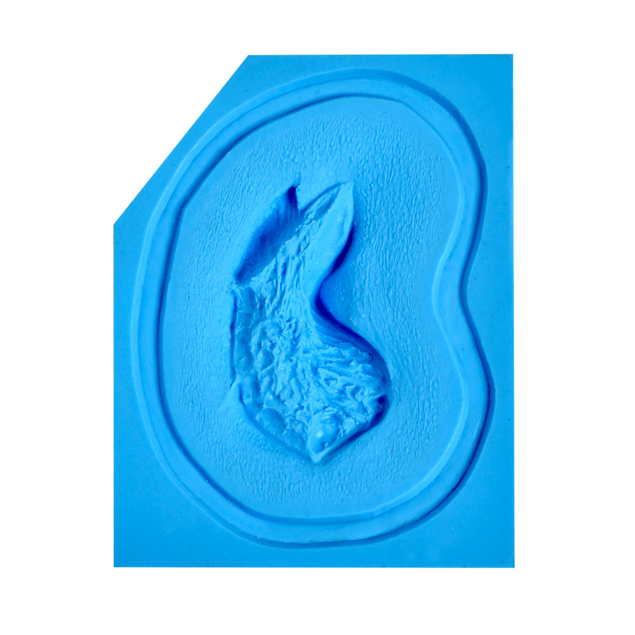 Prosthetic Transfer Material Avulsion Molds Large